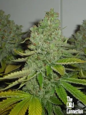 The Cali Connection - SFV OG Kush (fem.) 🏆 05419