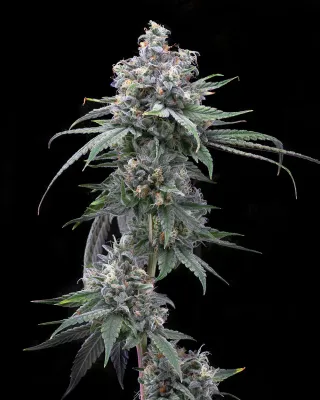 Cookies Seed Bank - Pie Piss (fem.) 🇺🇸 09921