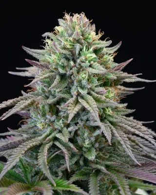 Cookies Seed Bank - Cherry Cooks (fem.) 🇺🇸 09915