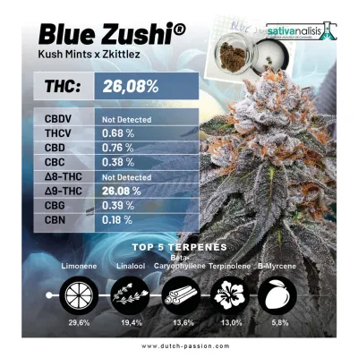 Dutch Passion - Blue Zushi (fem.) 09826