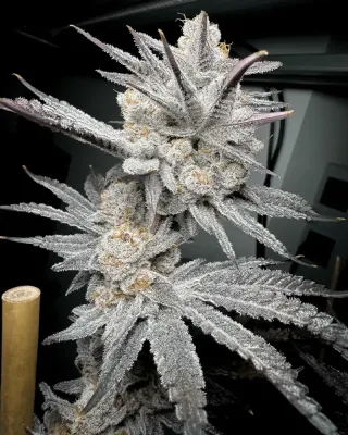 Solfire Gardens - Trich Beast (fem.) 🇺🇸 10415