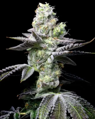 Cookies Seed Bank - Wet Wet (fem.) 🇺🇸 09922