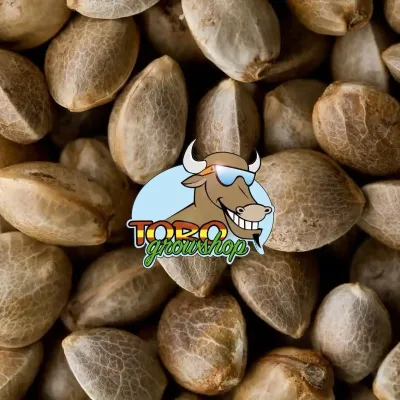 Автоцветущие американские феминизированные семена каннабиса оптом 09184