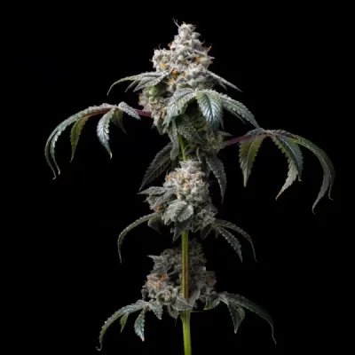 Cookies Seed Bank - Dirty Diana (fem.) 🇺🇸 09917