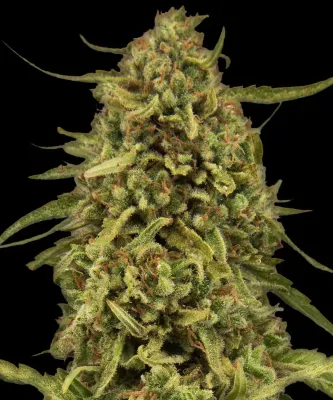 Barney's Farm - Widow Remedy (reg.) 05635