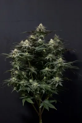 FastBuds - Purple Lemonade Fast Flowering (fem.) 08901