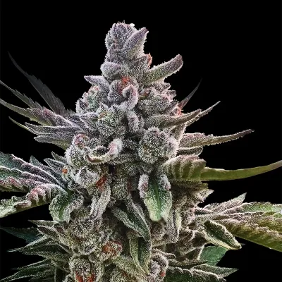 Silent Seeds (ex Dinafem) - Acai Jelly by Sherbinskis (fem.) 09058