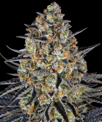 Barney's Farm - LSD (fem.) 🏆 03378