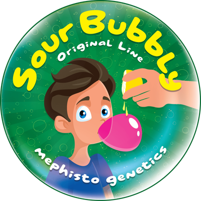 Mephisto Genetics - Sour Bubbly (auto/fem.) 09214