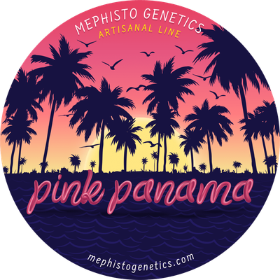 Mephisto Genetics - Pink Panama (auto/fem.) 09211