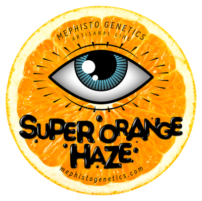 Mephisto Genetics - Super Orange Haze (auto/fem.) 09213