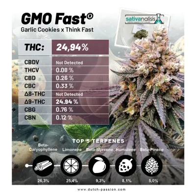 Dutch Passion - GMO Fast (fem.) 09830