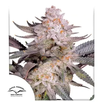 Dutch Passion - Orange Bud 2.0 (fem.) 09510
