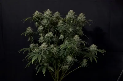 FastBuds - Gorilla Cookies Fast Flowering (fem.) 08905