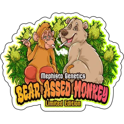 Mephisto Genetics - Bear Assed Monkey (auto/fem.) 09269