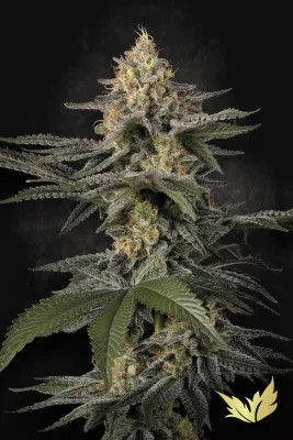 Paradise Seeds - Glowstarz (fem.) 08580