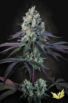 Paradise Seeds - Purple Mints (fem.) 09158