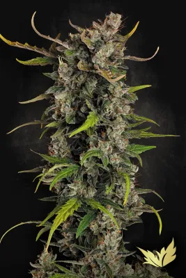 Paradise Seeds - Lemonade Auto (auto/fem.) 09155