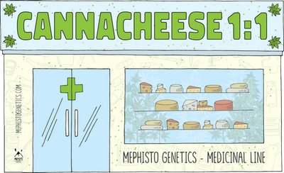 Mephisto Genetics - Canna-Cheese 1:1 CBD (auto/fem.) 09373