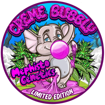 Mephisto Genetics - Creme Bubbly (auto/fem.) 09353