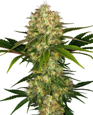 Sensi Seeds - Afghani #1 (fem.) 05426