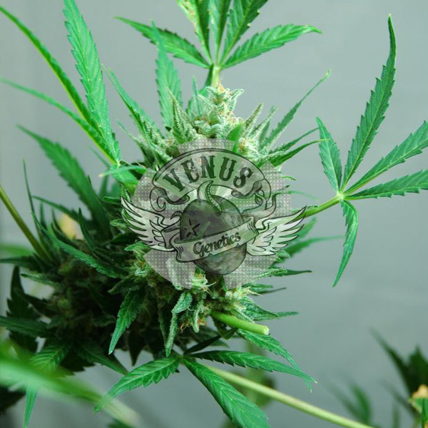 Venus Genetics Seeds - AKtombe (fem.)