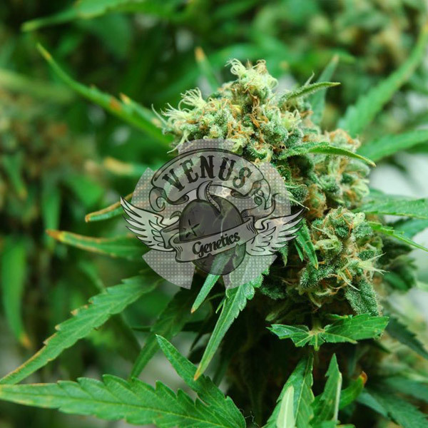 Venus Genetics Seeds - Silver Widow (fem.)