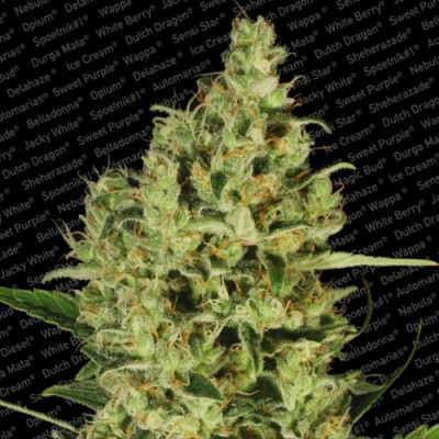 Paradise Seeds - Delahaze (fem.) 01726