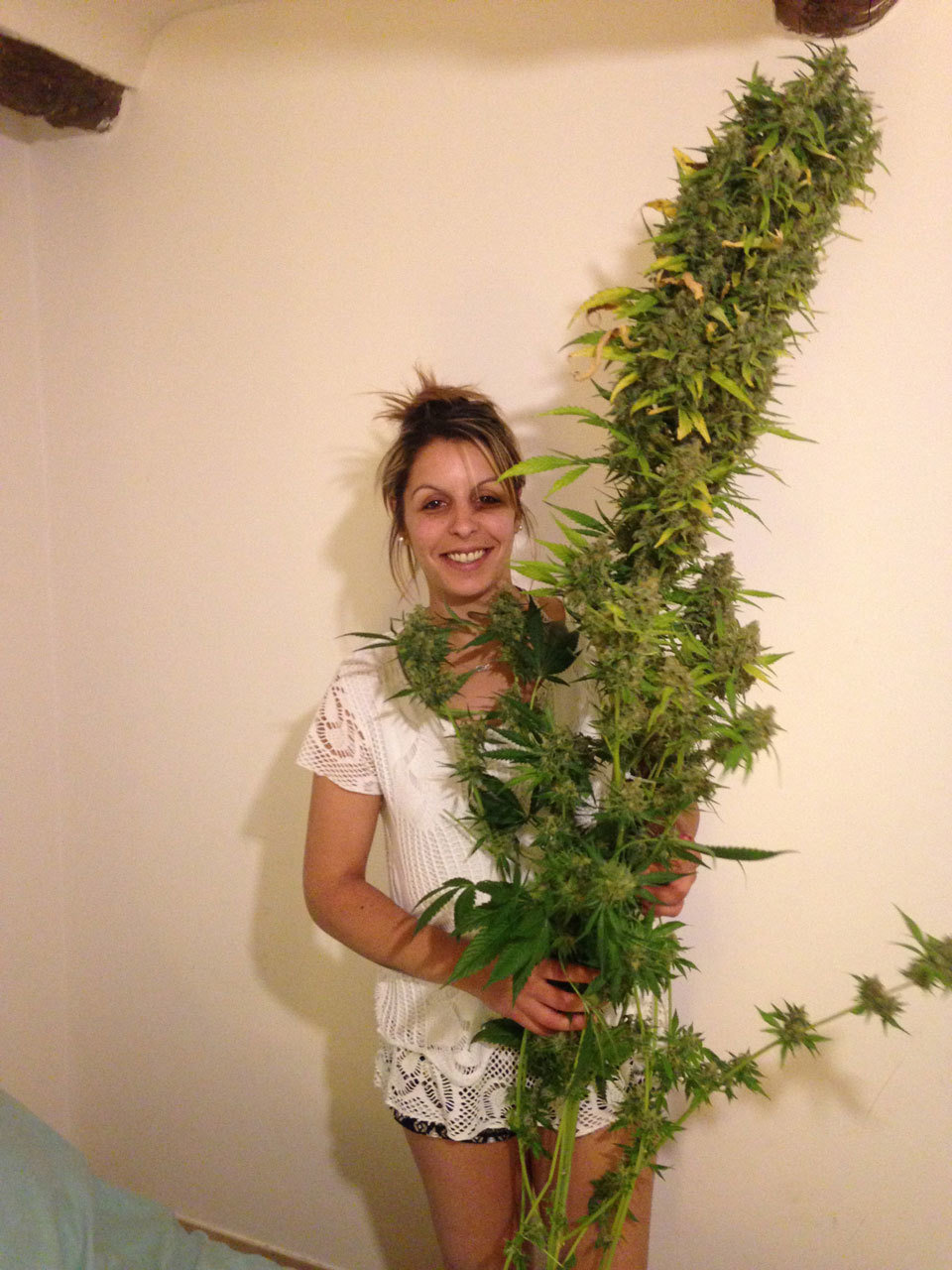 Kannabia Seeds - Amnesi-K Lemon (fem.)