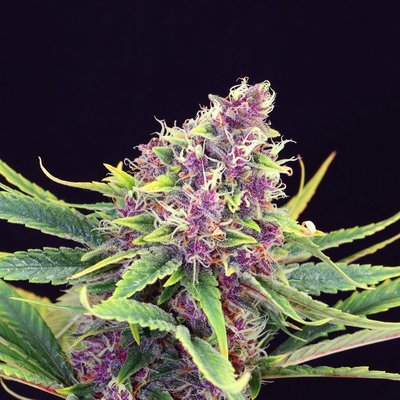 Kannabia Seeds - Purple Kush (fem.) 05384