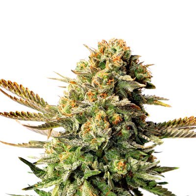 Kannabia Seeds - Russian Doll (fem.) 05385