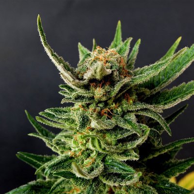 Kannabia Seeds - Gypsy Kush aka Faraona (fem.) 01557