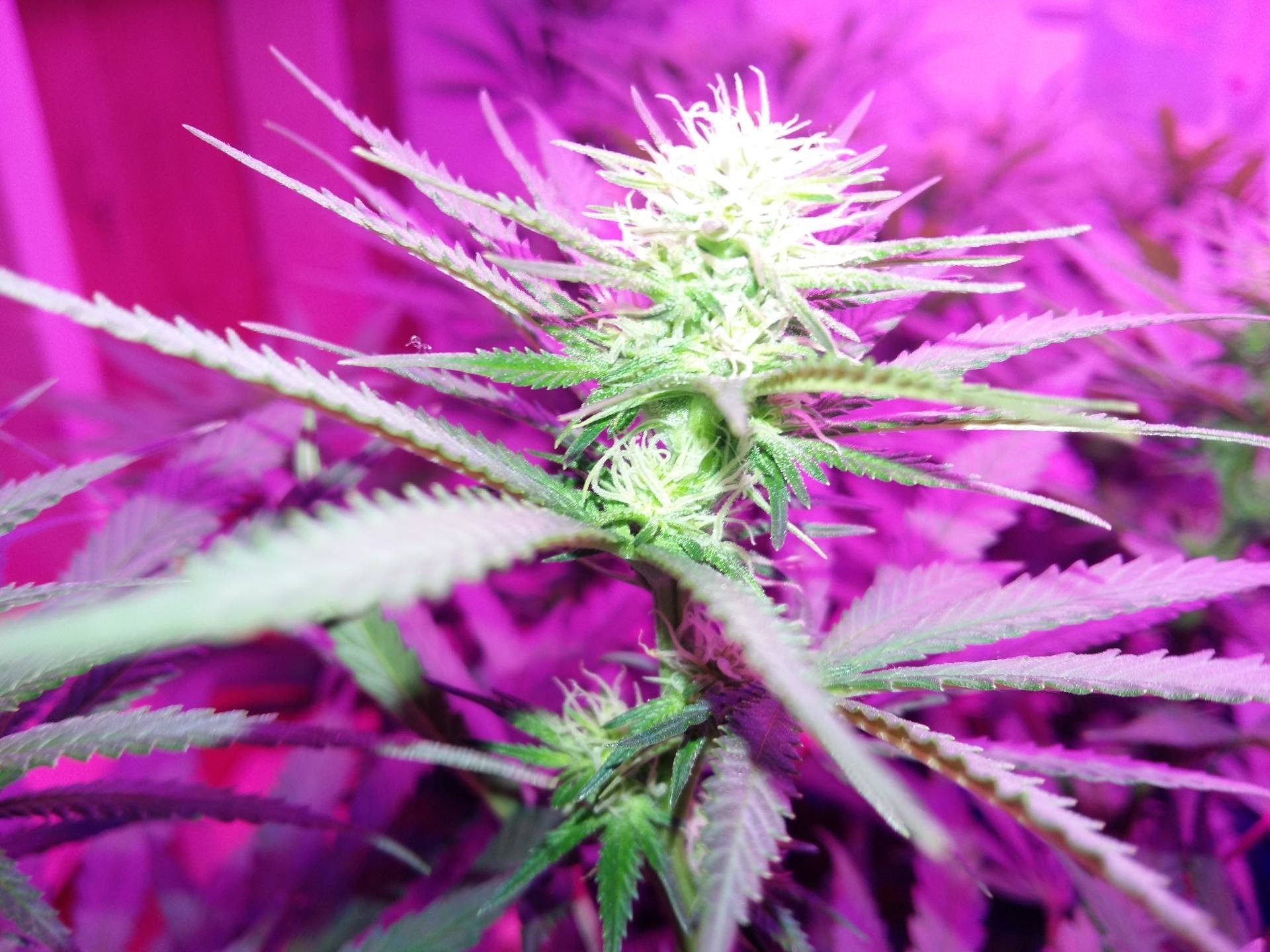 Kannabia Seeds - Karibbean Mango aka Karibeña (fem.)