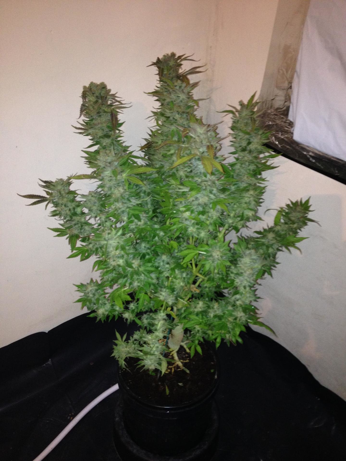 Kannabia Seeds - Karibbean Mango aka Karibeña (fem.)