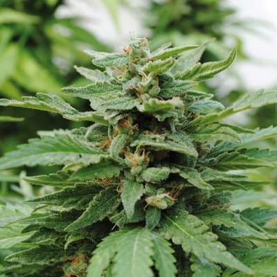 Kannabia Seeds - Karibbean Mango aka Karibeña (fem.) 01575
