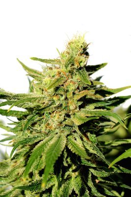 Kannabia Seeds - BCN Diesel CBD (fem.) 05386