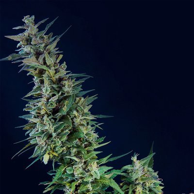 Kannabia Seeds - Kama Kush CBD (fem.) 05387