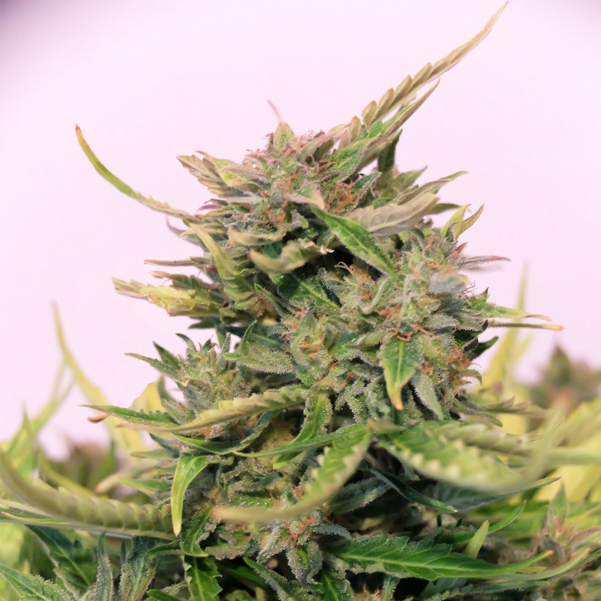 Kannabia Seeds - Baby Boom Auto CBD (fem.)