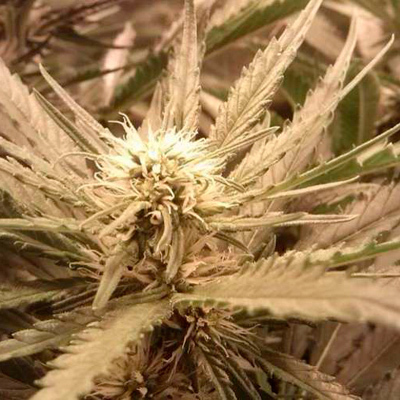 Nirvana Seeds - Venus Flytrap (fem.) 03304