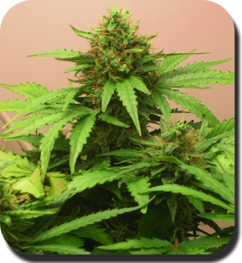 Buddha Seeds - Red Dwarf (auto/fem.)