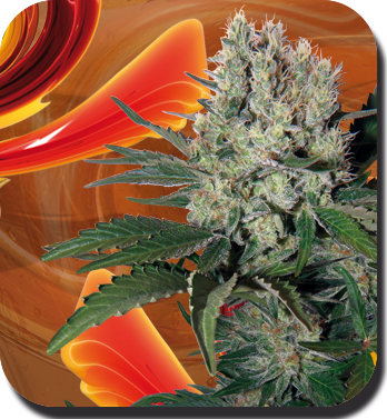 Buddha Seeds - Syrup (auto/fem.)