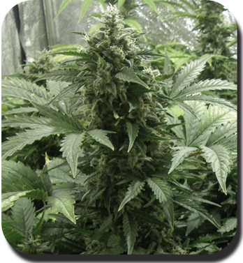 Buddha Seeds - White Dwarf (auto/fem.)