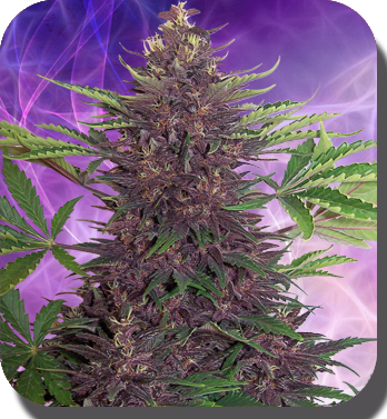 Buddha Seeds - Buddha Purple Kush (auto/fem.)