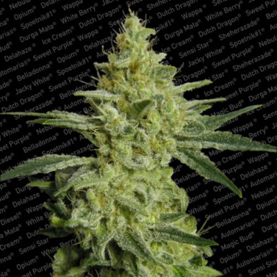 Paradise Seeds - Allkush (fem.) 01723