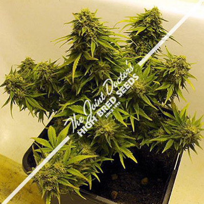 Joint Doctor (High Bred Seeds) - Auto Mix 02029