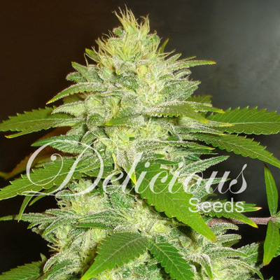 Delicious Seeds - La Musa (fem./auto) 02596