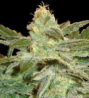 Delicious Seeds - La Frutta Di Venus (fem./auto) 02595