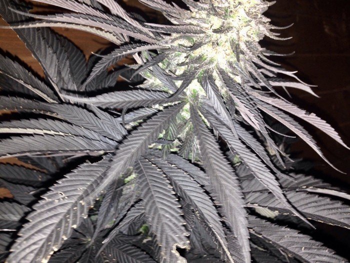 Humboldt Seed Organization - Black D.O.G. (fem.)