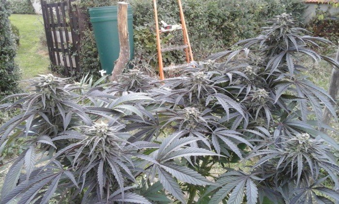 Humboldt Seed Organization - Black D.O.G. (fem.)