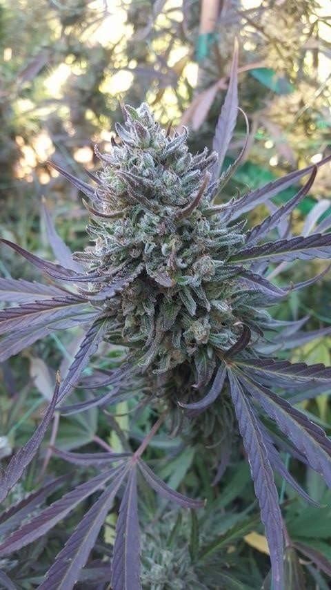 Humboldt Seed Organization - Black D.O.G. (fem.)
